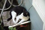 20050913_Kitty Kat_055